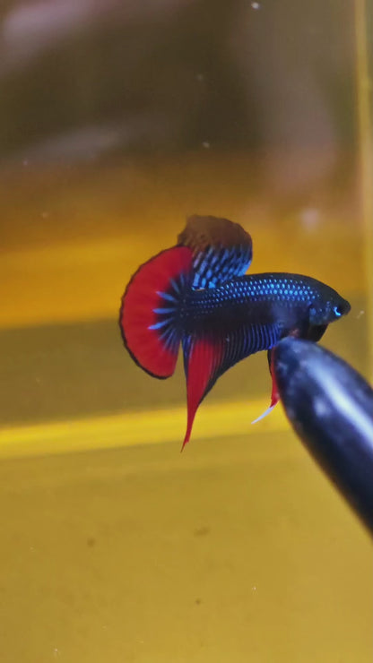 Wild Blue Imbellis Red Tail Male Betta Fish