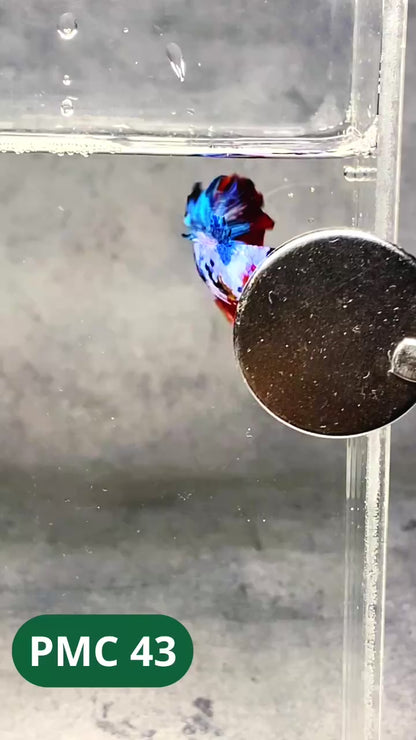Multicolor Plakat Male Betta Fish |Show Grade|  You Pick Fish