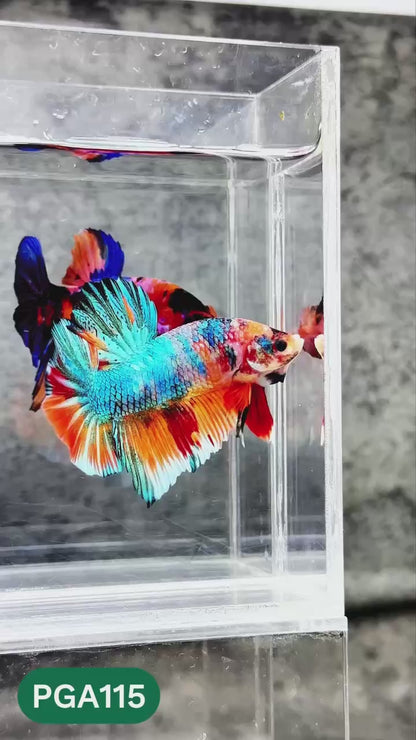 King Giant Plakat Male Betta Fish | You Pick Fish | High Grade