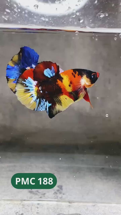 Multicolor Plakat Male Betta Fish |Show Grade|  You Pick Fish