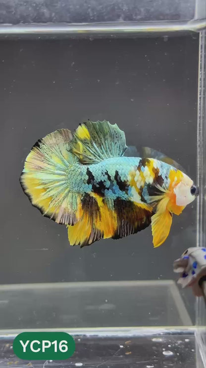 Koi Yellow Plakat Male Betta Fish | Show Grade | You Pick Fish