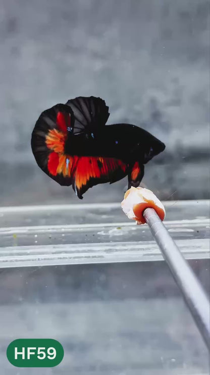 Dark Flame Hellfire Plakat Male Betta Fish | You Pick Fish | Exotic Betta