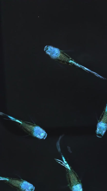 Blue Koi Guppy Fish