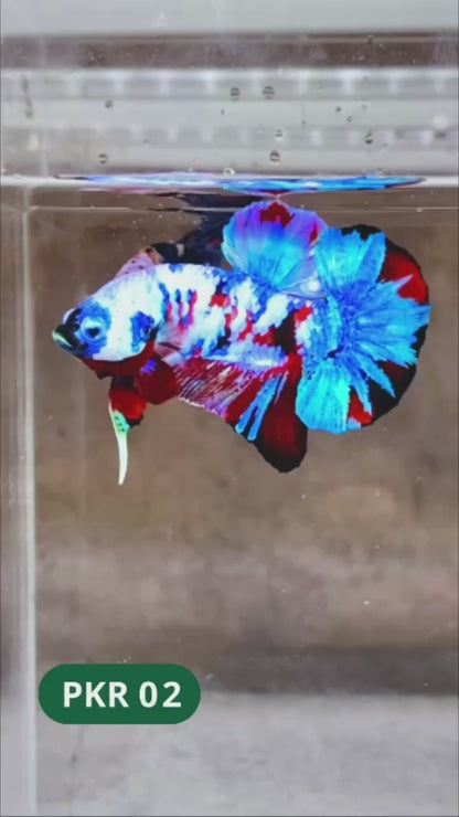 Multicolor Yellow Base Plakat Male Betta Fish | Order Directly From Farm |  You Pick Fish