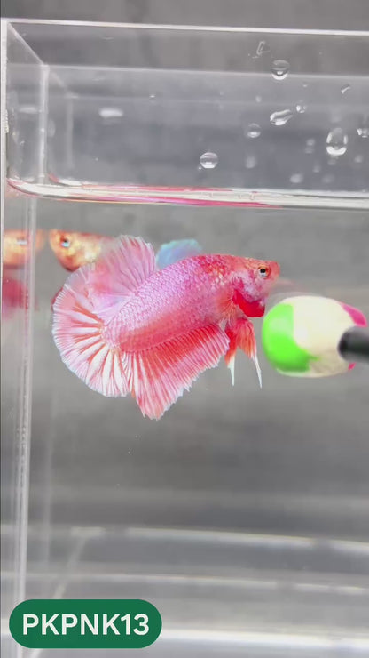 Pink Plakat Male Betta Fish | You Pick Fish | Rare Color