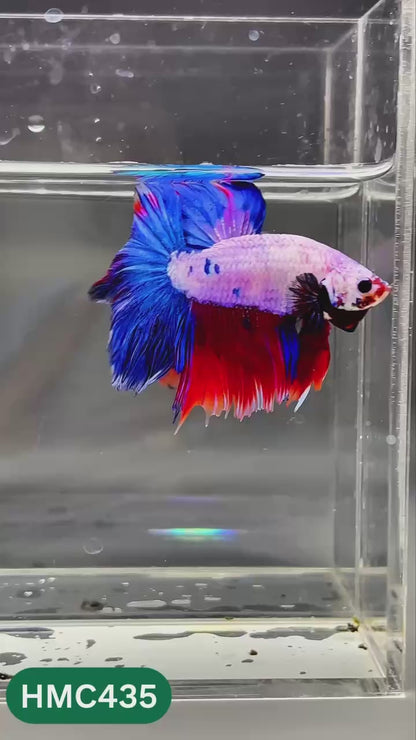 Nemo Halfmoon Male Betta Fish | Order Directly From Farm | You Pick Fish