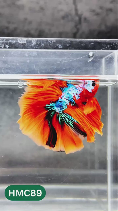 Nemo Halfmoon Male Betta Fish | Order Directly From Farm | You Pick Fish