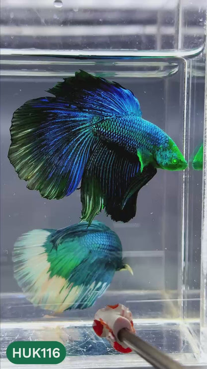 Black Hulk Halfmoon Male Betta Fish | You Pick Fish