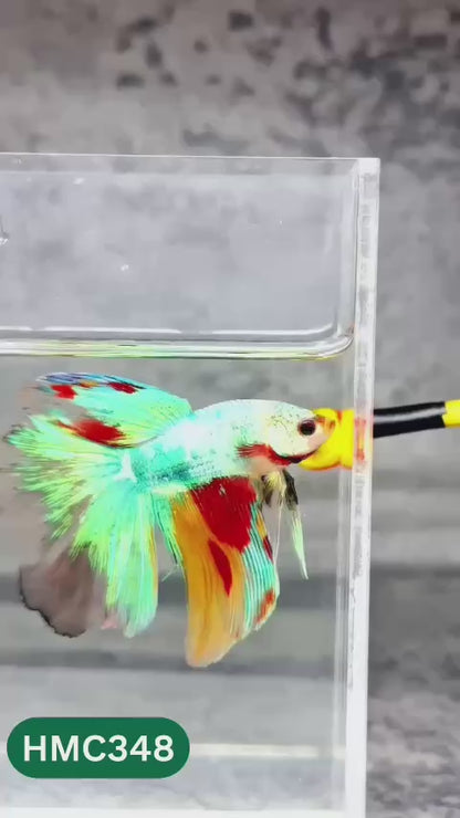 Multicolor Halfmoon Male Betta Fish | High Grade | Order Directly From Farm |  You Pick Fish |