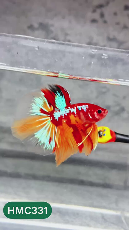 Multicolor Halfmoon Male Betta Fish | High Grade | Order Directly From Farm |  You Pick Fish |