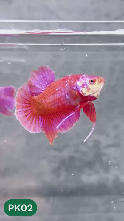 Pink Plakat Male Betta Fish | You Pick Fish | Rare Color