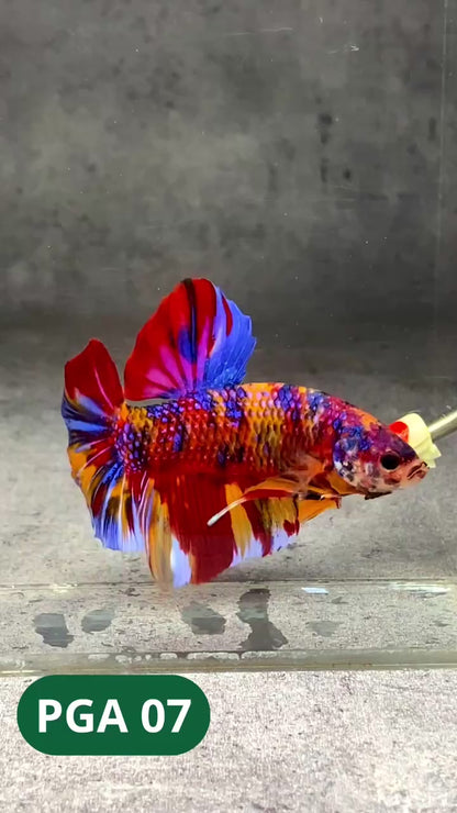 King Giant Plakat Male Betta Fish | You Pick Fish | High Grade