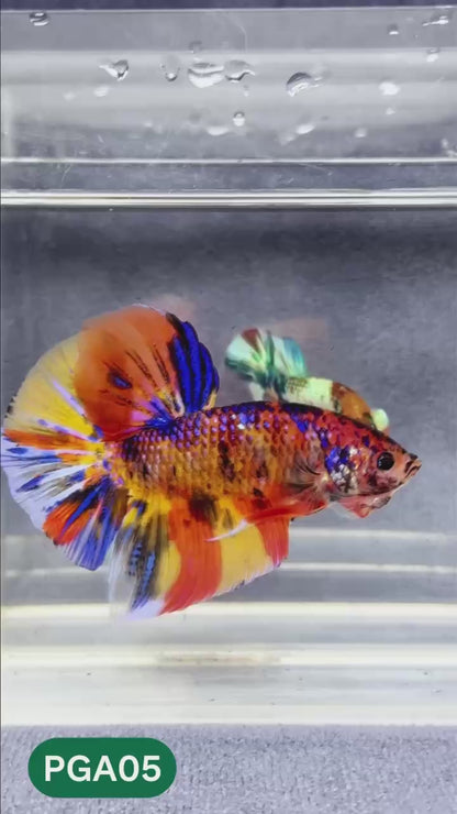 King Giant Plakat Male Betta Fish | You Pick Fish | High Grade
