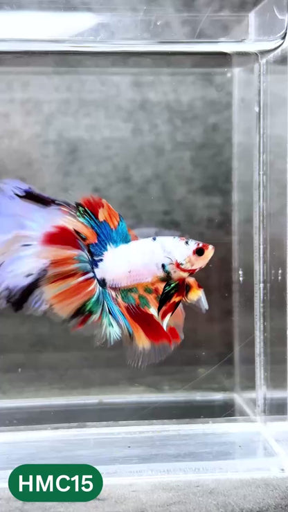 Multicolor Halfmoon Male Betta Fish | High Grade | Order Directly From Farm |  You Pick Fish |