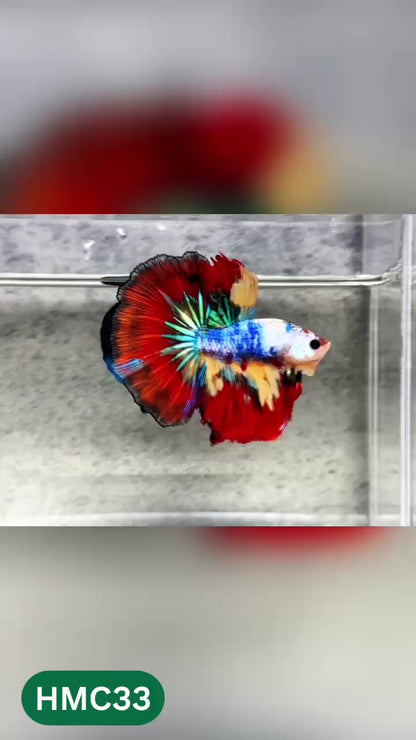 Multicolor Halfmoon Male Betta Fish | High Grade | Order Directly From Farm |  You Pick Fish |