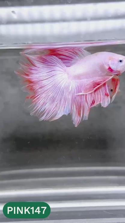 Pink Halfmoon Male Betta Fish | You Pick Fish | Order Directly From Farm