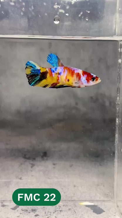 Multicolor Female Betta Fish | You Pick Fish | High Grade