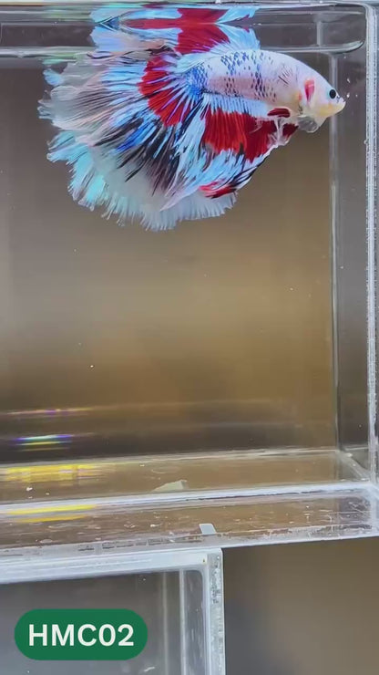 Multicolor Halfmoon Male Betta Fish | High Grade | Order Directly From Farm |  You Pick Fish |
