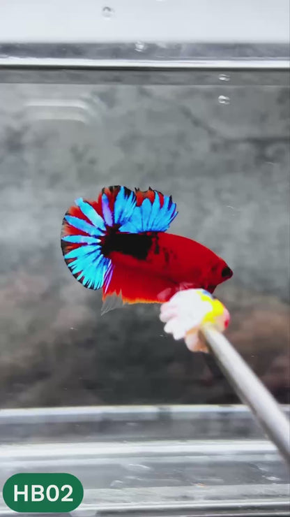 Hellboy Plakat Male Betta Fish | Order Directly From Farm | You Pick Fish