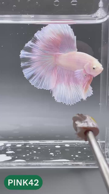 Pink Halfmoon Male Betta Fish | You Pick Fish | Order Directly From Farm