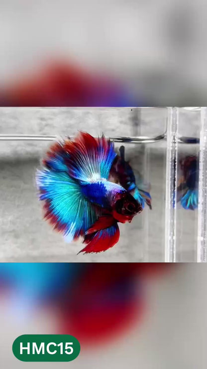 Multicolor Halfmoon Male Betta Fish | High Grade | Order Directly From Farm |  You Pick Fish |