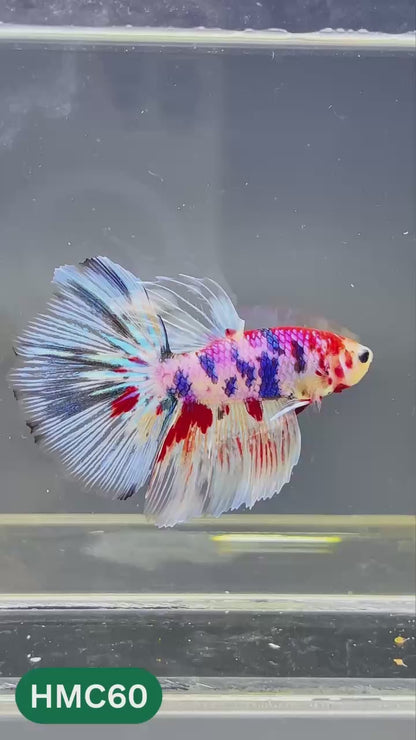 Multicolor Halfmoon Male Betta Fish | High Grade | Order Directly From Farm |  You Pick Fish |