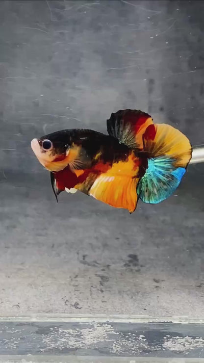 Multicolor Plakat Male Betta Fish |Show Grade|  You Pick Fish