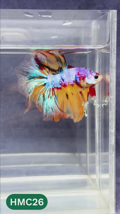 Multicolor Halfmoon Male Betta Fish | Order Directly From Farm | You Pick Fish