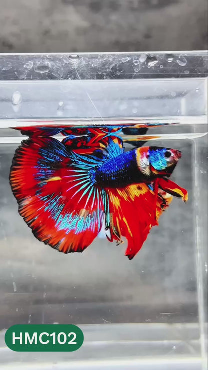Nemo Halfmoon Male Betta Fish | Order Directly From Farm | You Pick Fish