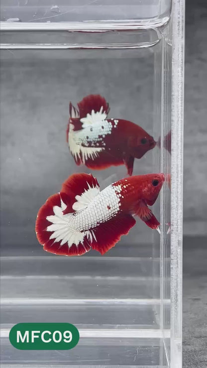 Hellboy Plakat Male Betta Fish | Order Directly From Farm | You Pick Fish