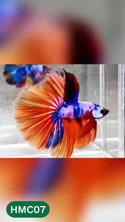 Multicolor Halfmoon Male Betta Fish | High Grade | Order Directly From Farm |  You Pick Fish |