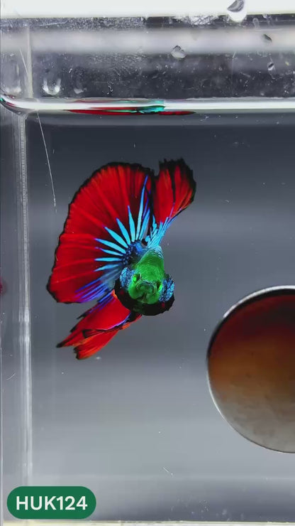 Black Hulk Halfmoon Male Betta Fish | You Pick Fish