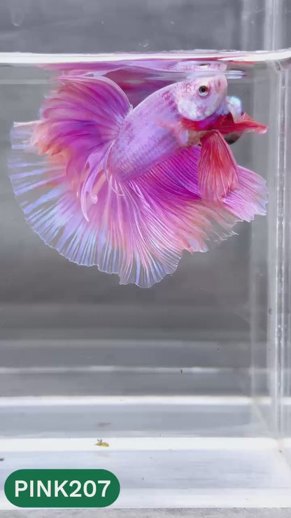 Pink Halfmoon Male Betta Fish | You Pick Fish | Order Directly From Farm