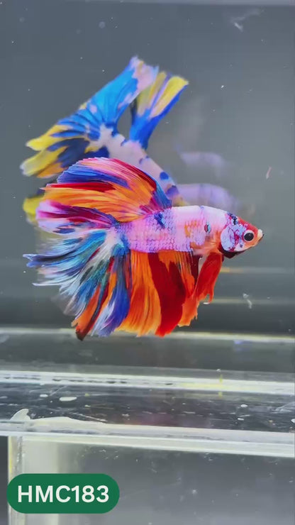 Multicolor Halfmoon Male Betta Fish | Order Directly From Farm | You Pick Fish