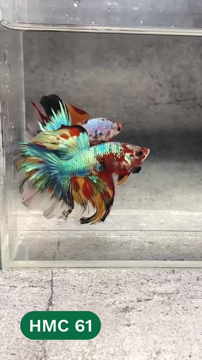 Multicolor Halfmoon Male Betta Fish | High Grade | Order Directly From Farm |  You Pick Fish |