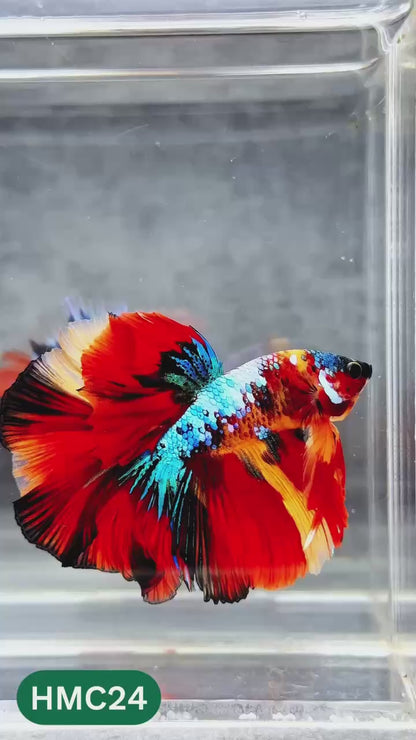 Multicolor Halfmoon Male Betta Fish | High Grade | Order Directly From Farm |  You Pick Fish |