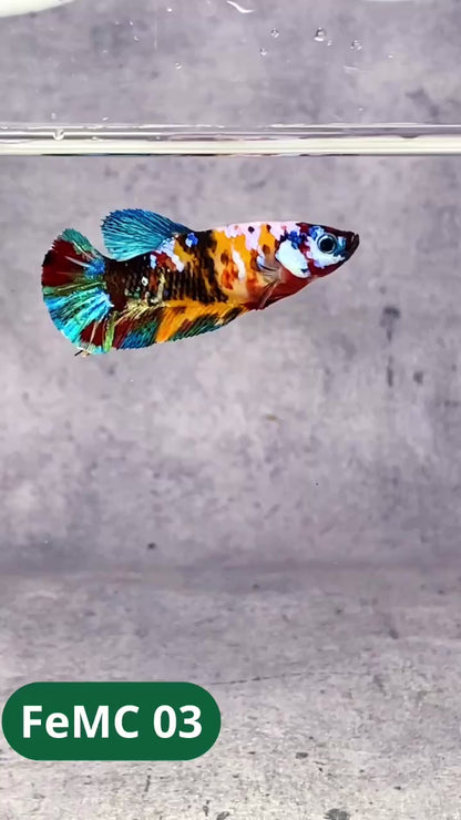 Multicolor Female Betta Fish | You Pick Fish | High Grade