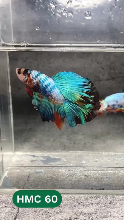 Multicolor Halfmoon Male Betta Fish | High Grade | Order Directly From Farm |  You Pick Fish |