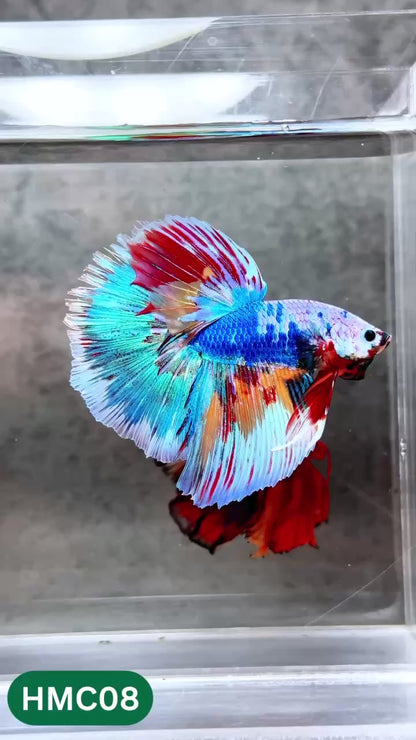 Multicolor Halfmoon Male Betta Fish | High Grade | Order Directly From Farm |  You Pick Fish |