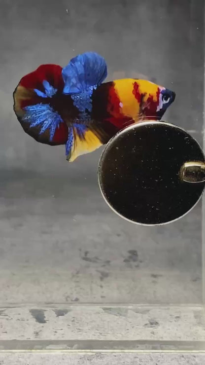 Multicolor Plakat Male Betta Fish |Show Grade|  You Pick Fish
