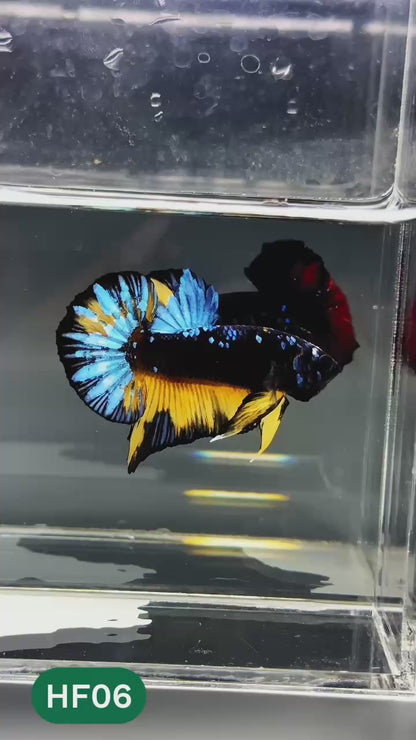 Dark Flame Hellfire Plakat Male Betta Fish | You Pick Fish | Exotic Betta