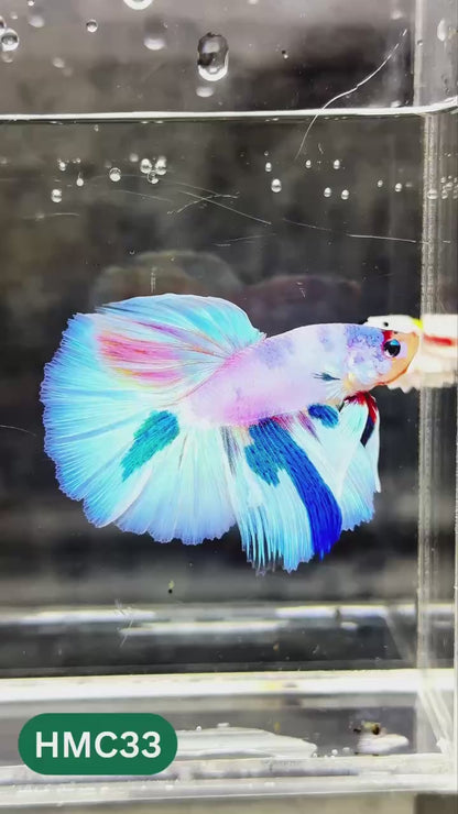 Multicolor Halfmoon Male Betta Fish | High Grade | Order Directly From Farm |  You Pick Fish |