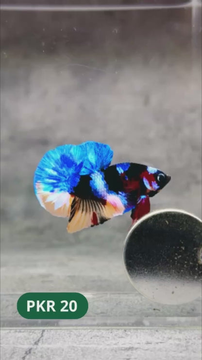 Multicolor Yellow Base Plakat Male Betta Fish | Order Directly From Farm |  You Pick Fish