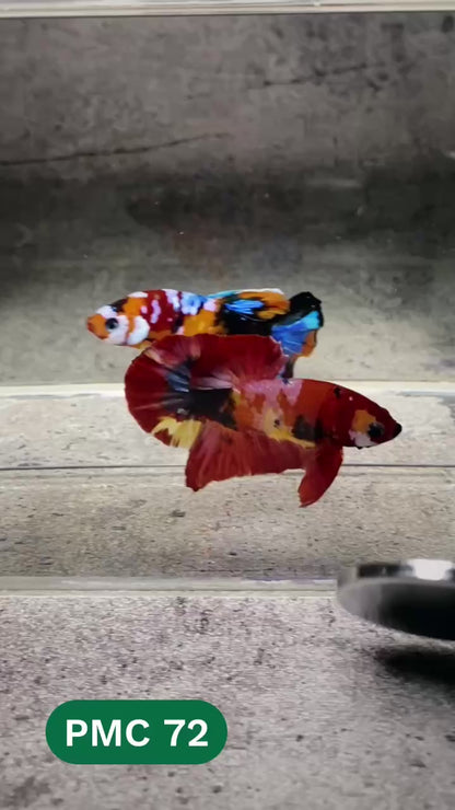 Multicolor Plakat Male Betta Fish |Show Grade|  You Pick Fish