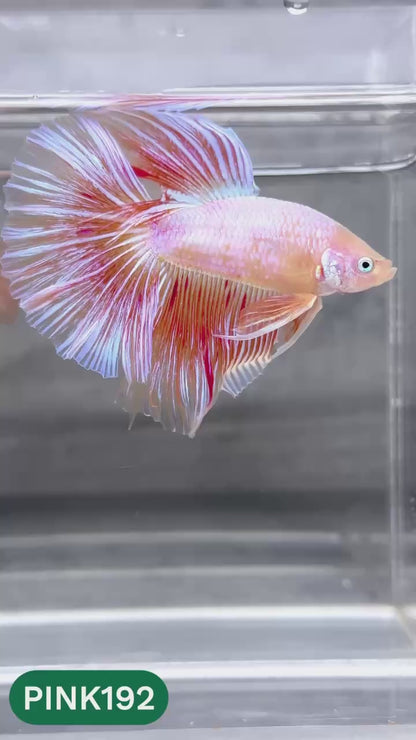 Pink Halfmoon Male Betta Fish | You Pick Fish | Order Directly From Farm