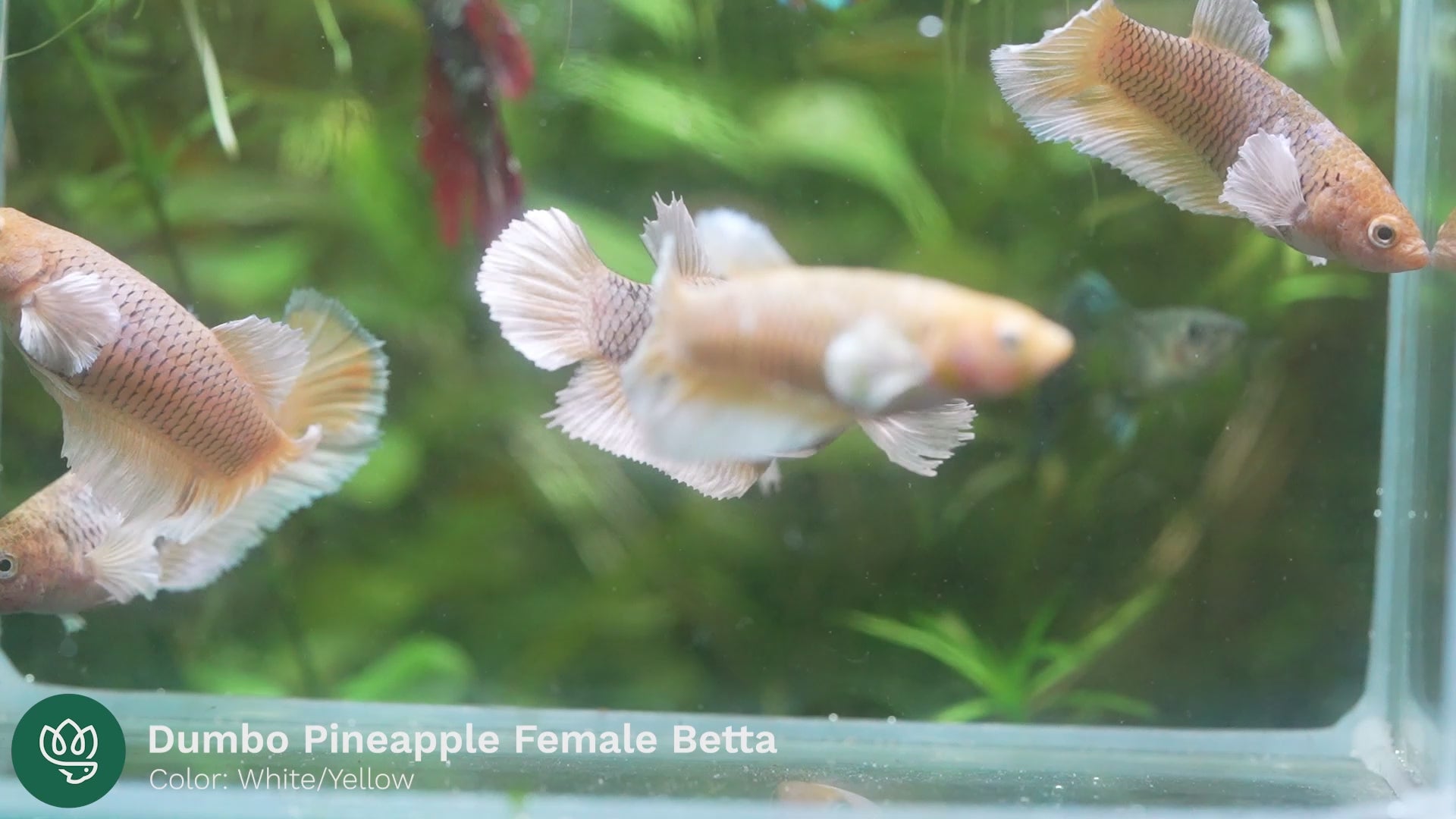 Pineapple betta outlet fish