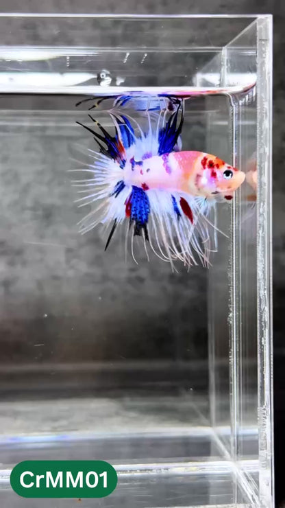 Crowntail Multicolor Male Betta Fish | High Grade | You Pick Fish |