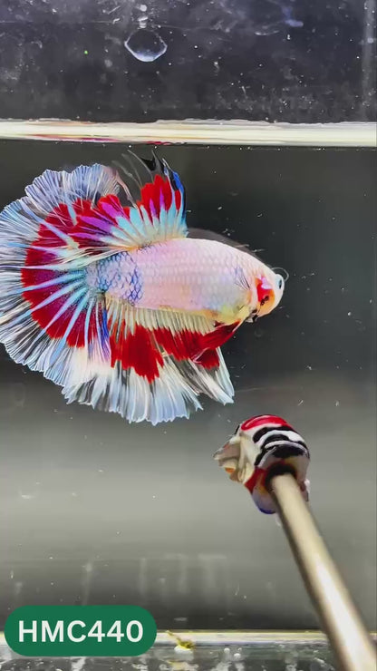 Nemo Halfmoon Male Betta Fish | Order Directly From Farm | You Pick Fish