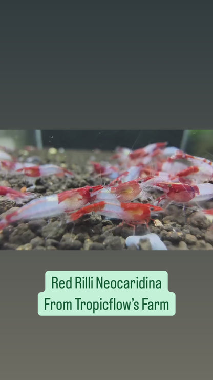 Red Rili Neocaridina Shrimp