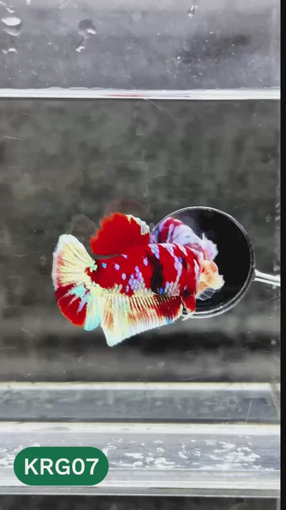 Koi Red Gold Galaxy Plakat Male Betta Fish | You Pick Fish